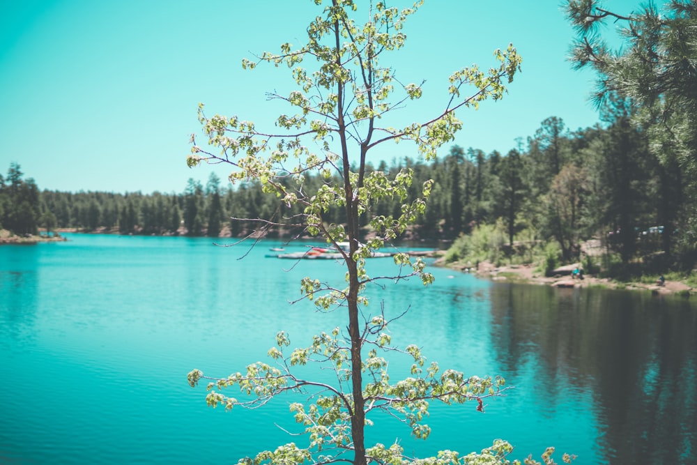 green tree near body of water during daytime