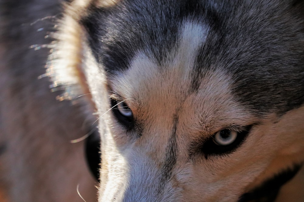 white and black siberian husky