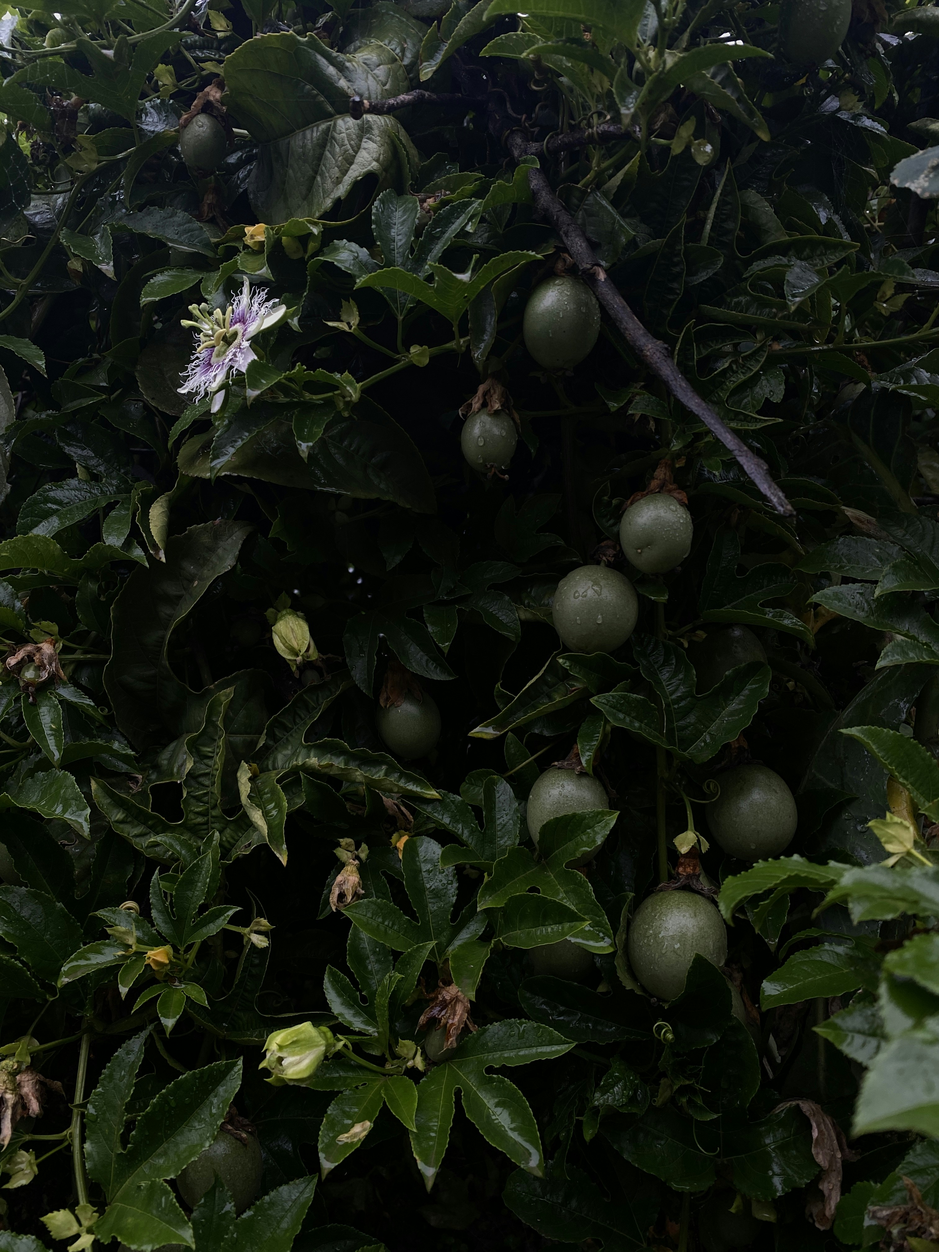 fruits ronds verts sur l’arbre