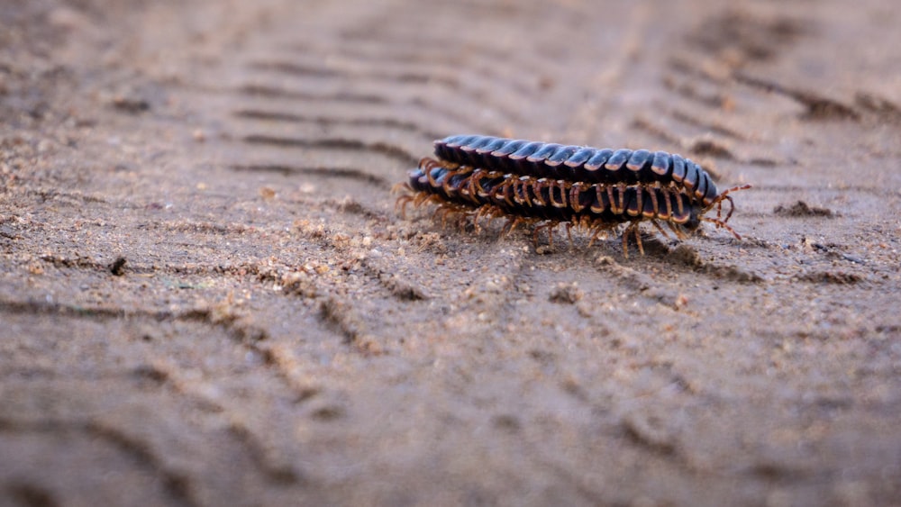 black and brown caterpillar on gray sand