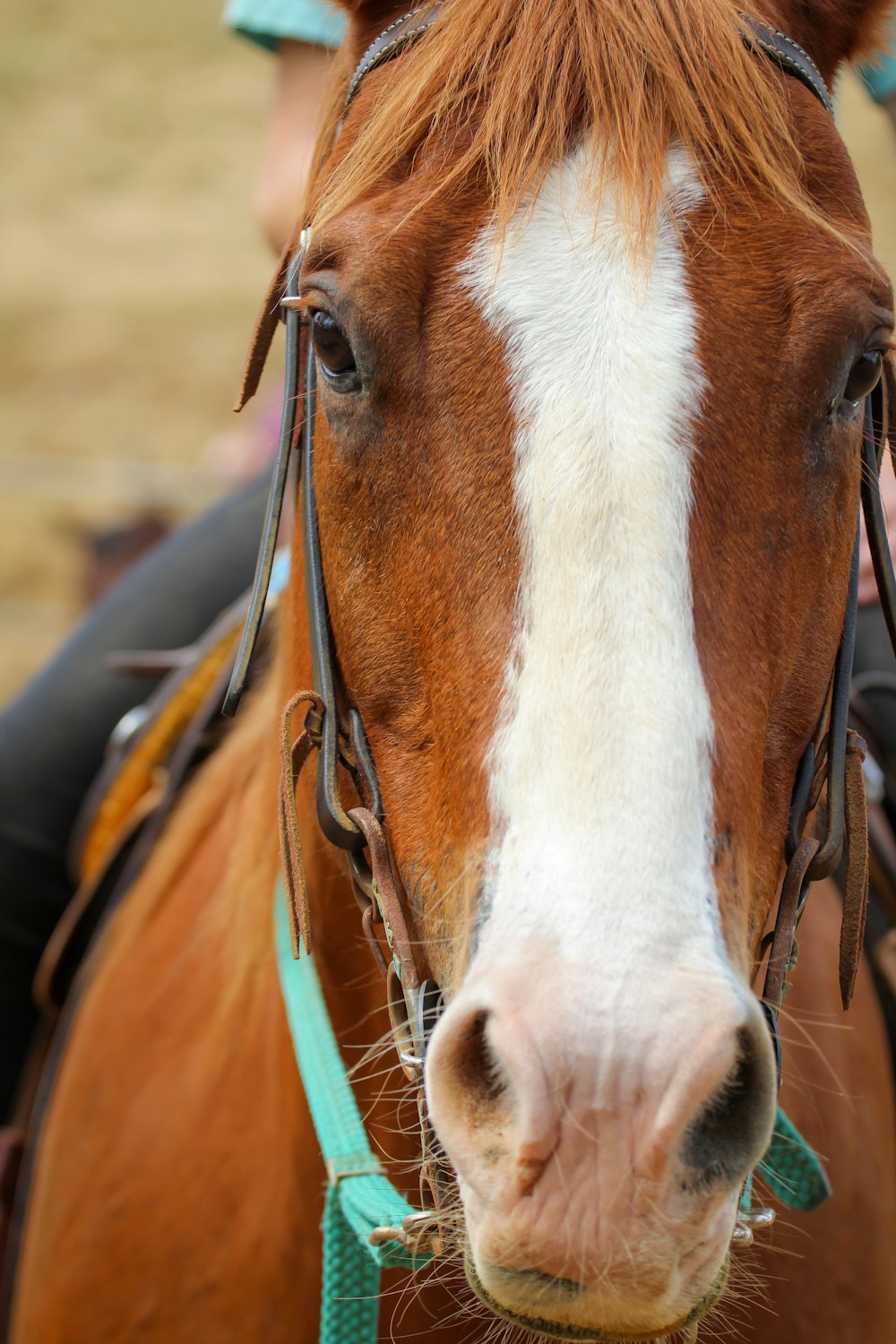 Cabeza de caballo marrón y blanco