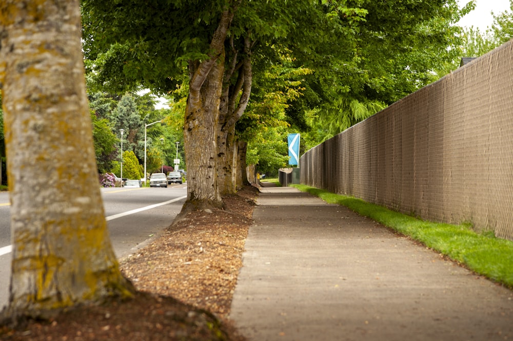 green tree on gray concrete pathway