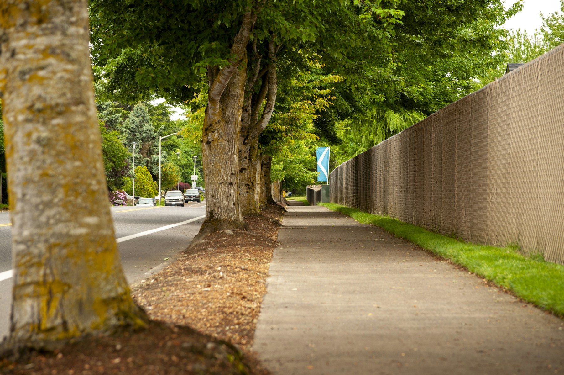 Green trees city sidewalk daytime