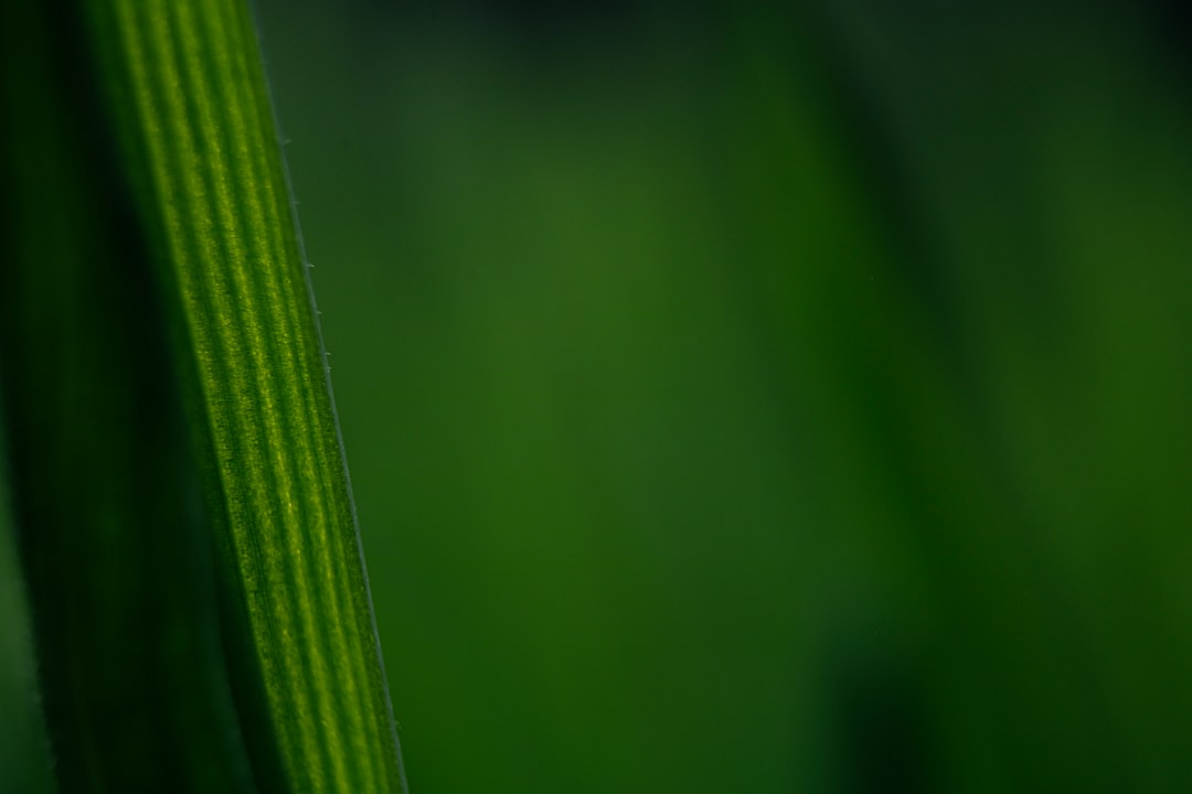 water droplets on green leaf