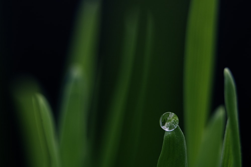 water drop on green leaf