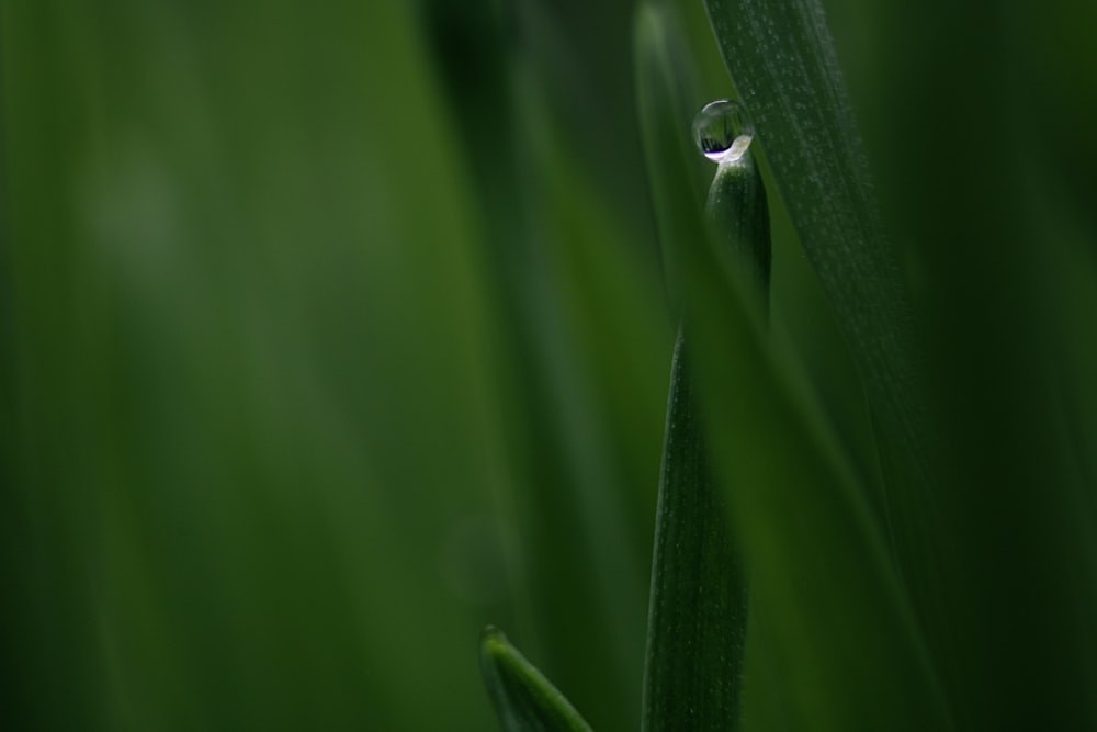 water dew on green leaf