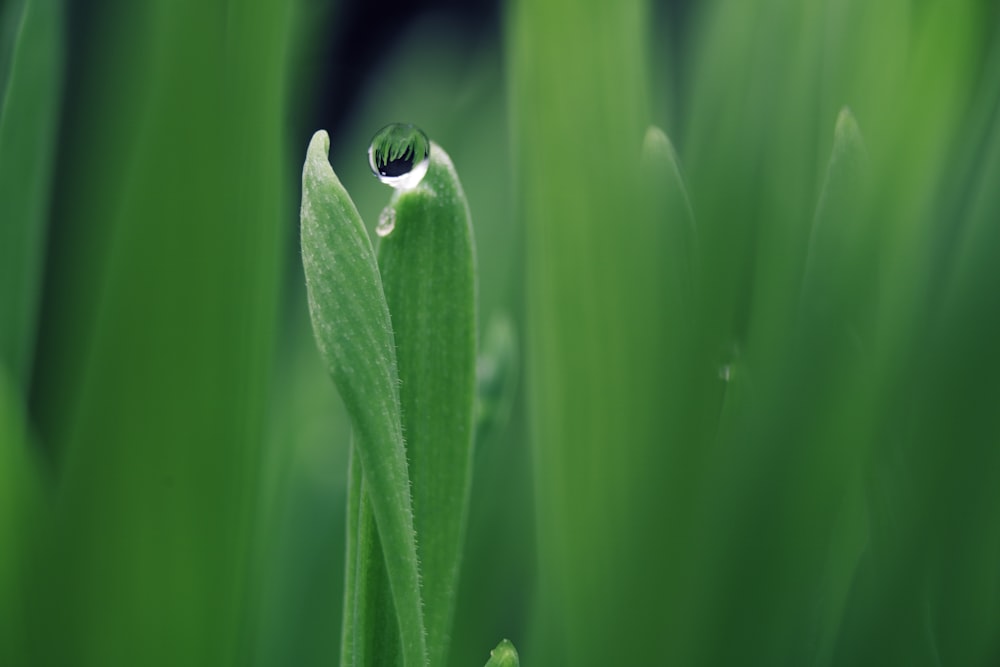 water droplet on green plant