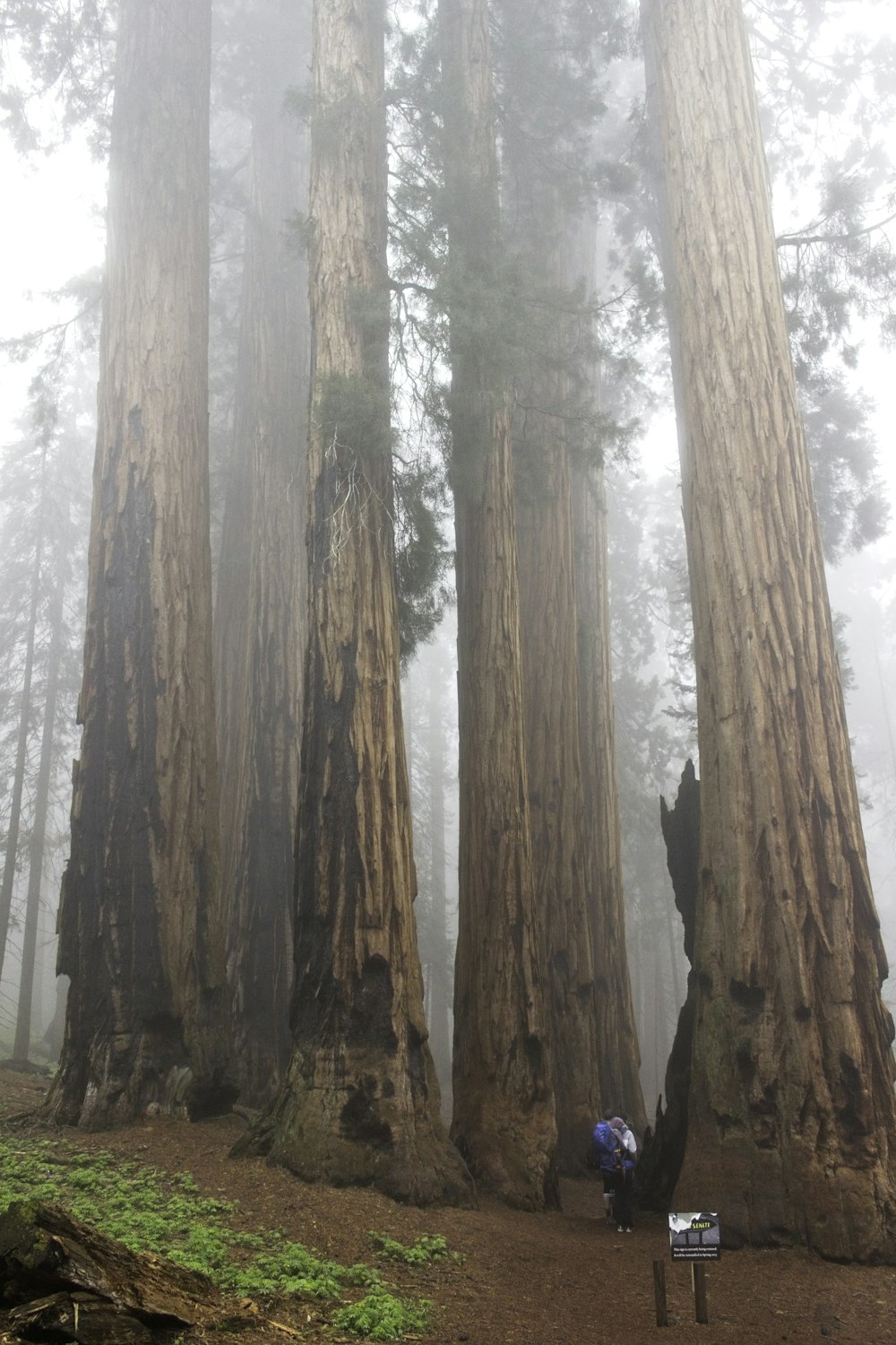 brown trees on brown rock formation during daytime