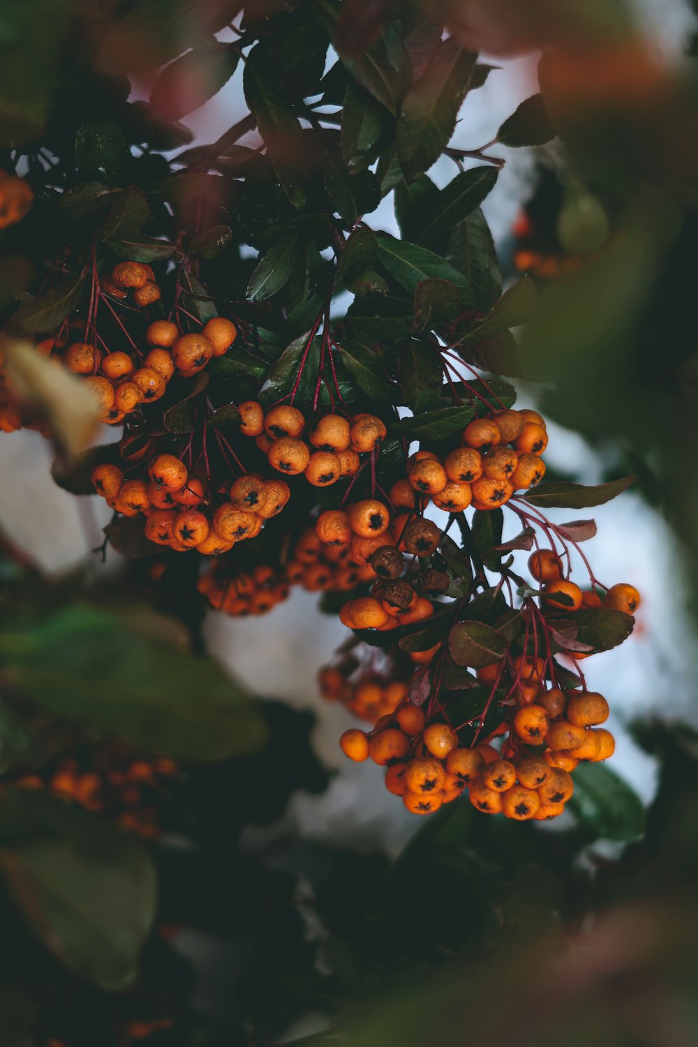 Frutos redondos marrones en lente de cambio de inclinación