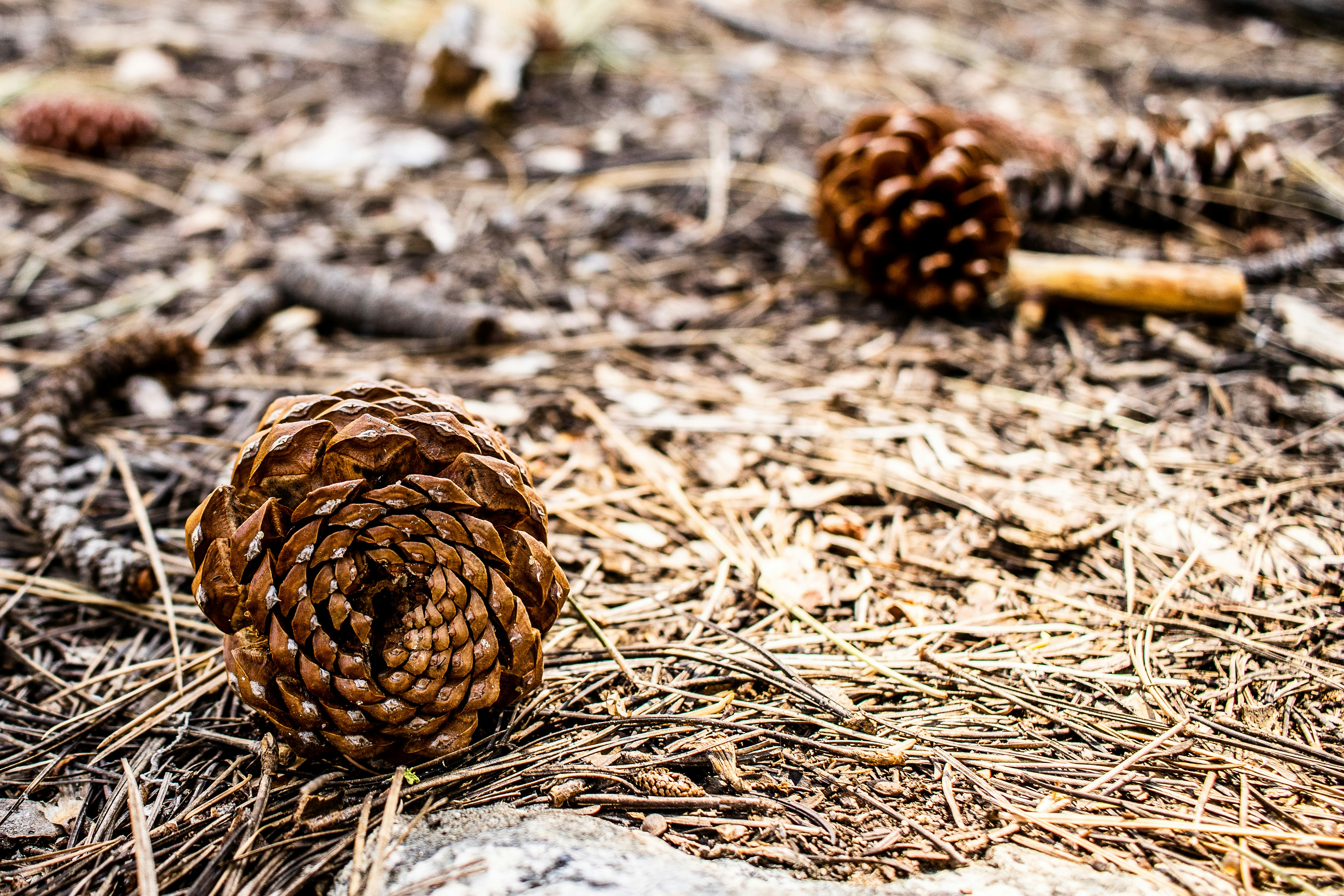 brown pine cone on brown dried leaves