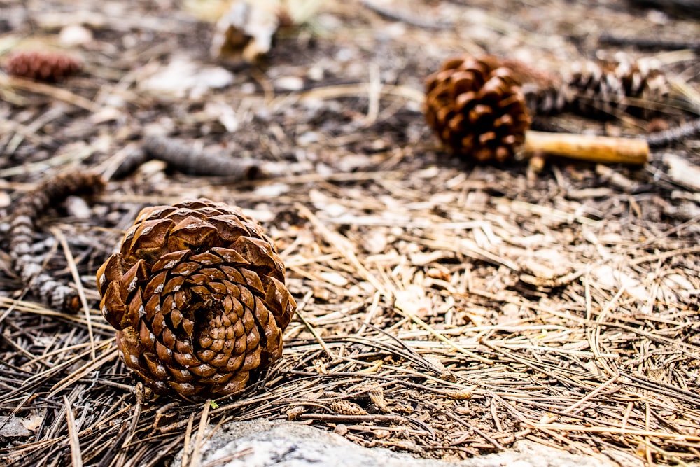 brown pine cone on brown dried leaves