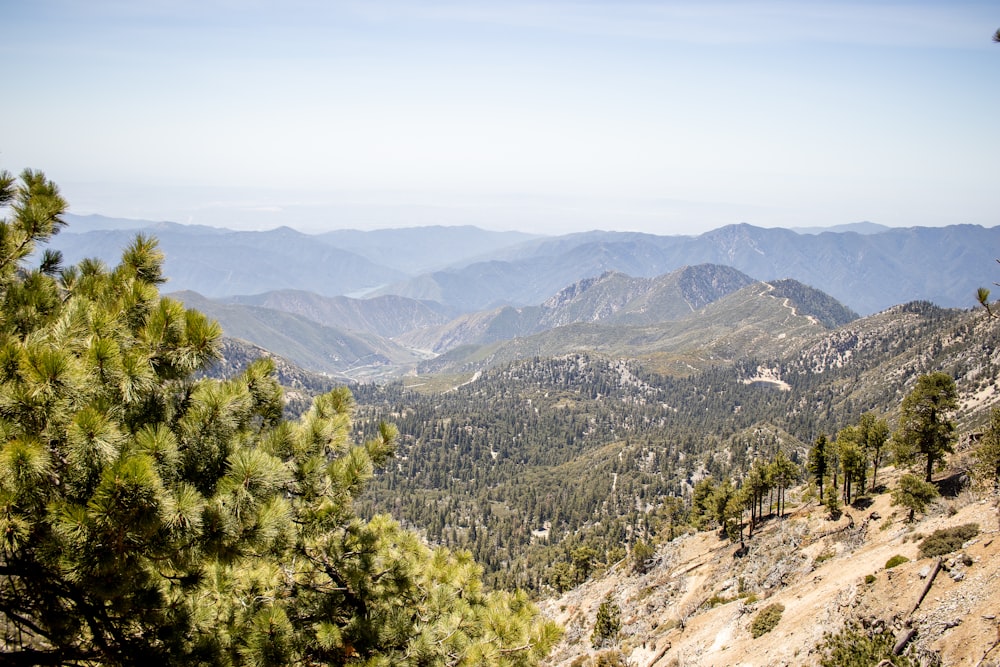 green trees on mountain during daytime