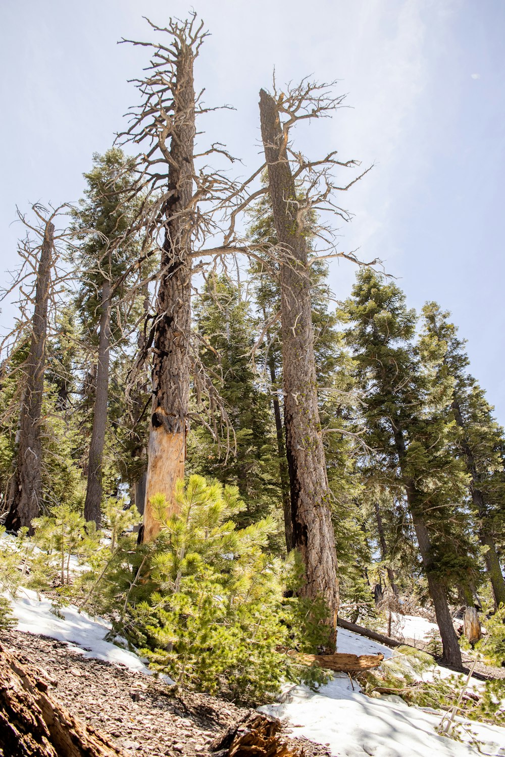 green and brown trees under blue sky during daytime