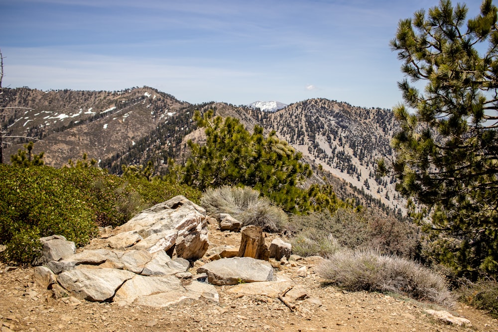 green grass and trees near mountain during daytime