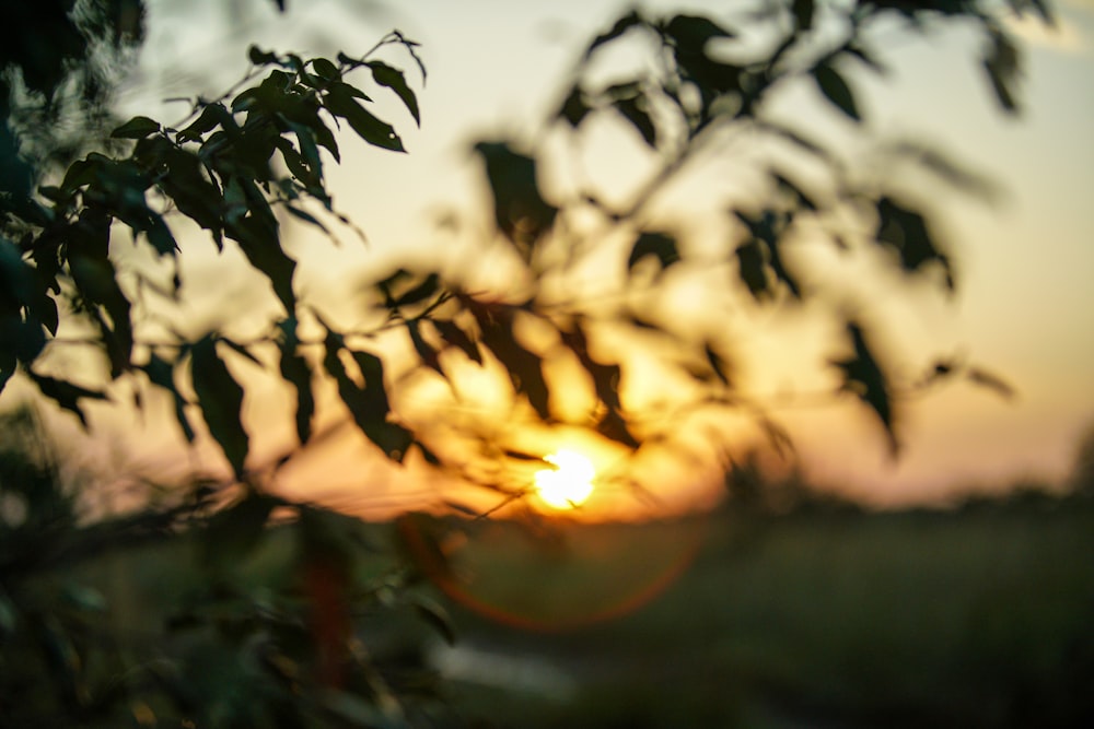 green leaves during golden hour