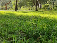 A lush green lawn is surrounded by several trees and shrubs, with sunlight filtering through the leaves. The grass is vibrant and appears freshly maintained, and the scene is peaceful and serene.