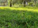 A gardener mowing a lush green lawn on a sunny day in a suburban Sydney backyard.