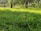 A lush green lawn is surrounded by several trees and shrubs, with sunlight filtering through the leaves. The grass is vibrant and appears freshly maintained, and the scene is peaceful and serene.