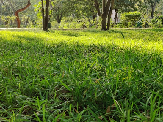 A lush green lawn is surrounded by several trees and shrubs, with sunlight filtering through the leaves. The grass is vibrant and appears freshly maintained, and the scene is peaceful and serene.