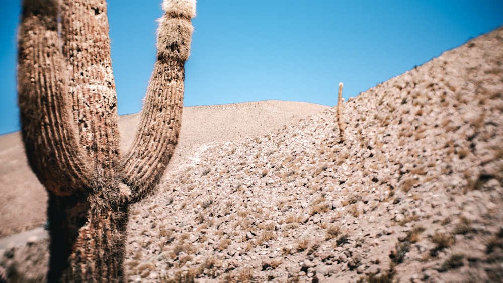 brown cactus on brown sand under blue sky during daytime