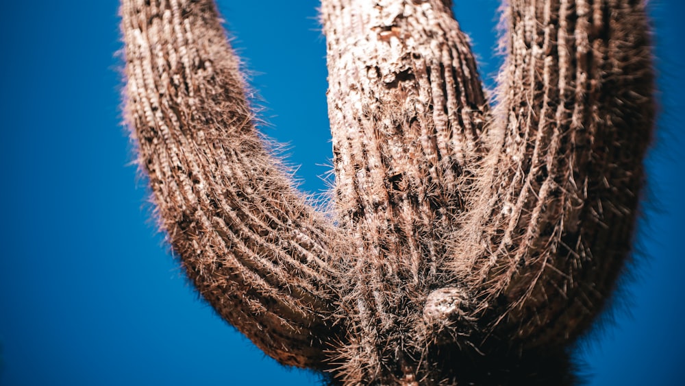 brown rope on brown tree branch