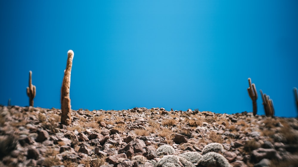 brown rock formation under blue sky during daytime