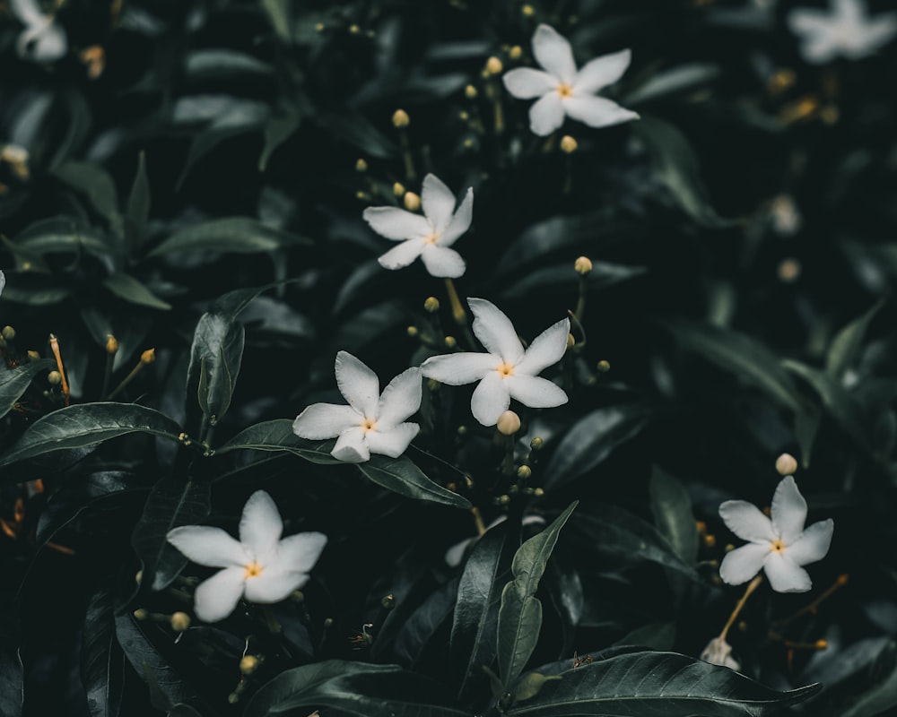 white flowers with green leaves