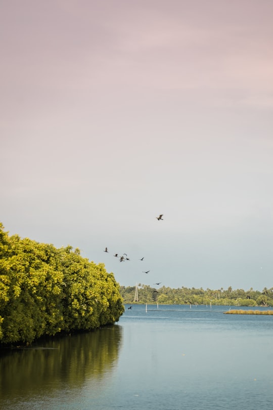 green trees beside body of water during daytime in Kumbalangi India