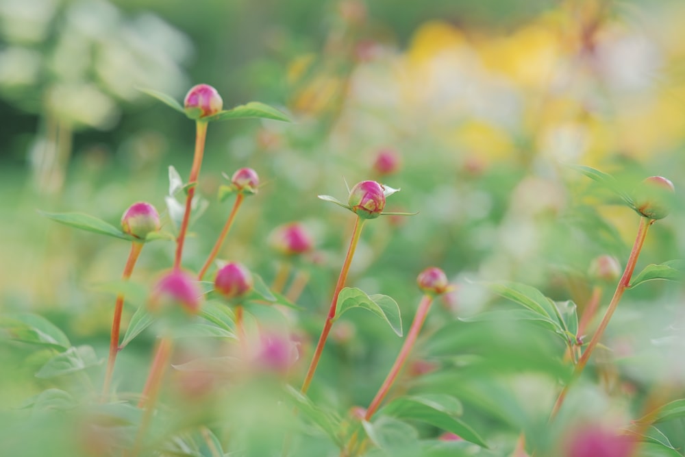 pink flower in tilt shift lens