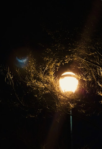 A glowing street lamp illuminates its surroundings, with branches of a tree encircling the light. The dark background contrasts sharply with the warm glow of the lamp, adding a serene and mysterious ambiance.