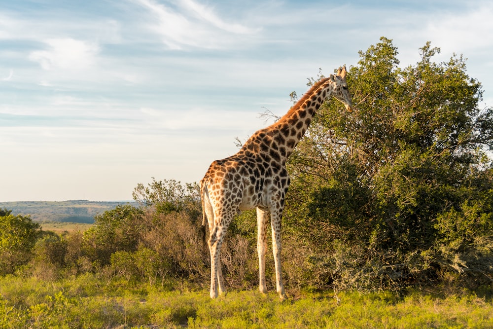 giraffe standing on green grass field during daytime