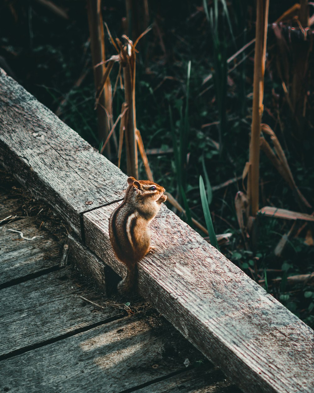 brown squirrel on gray wooden fence