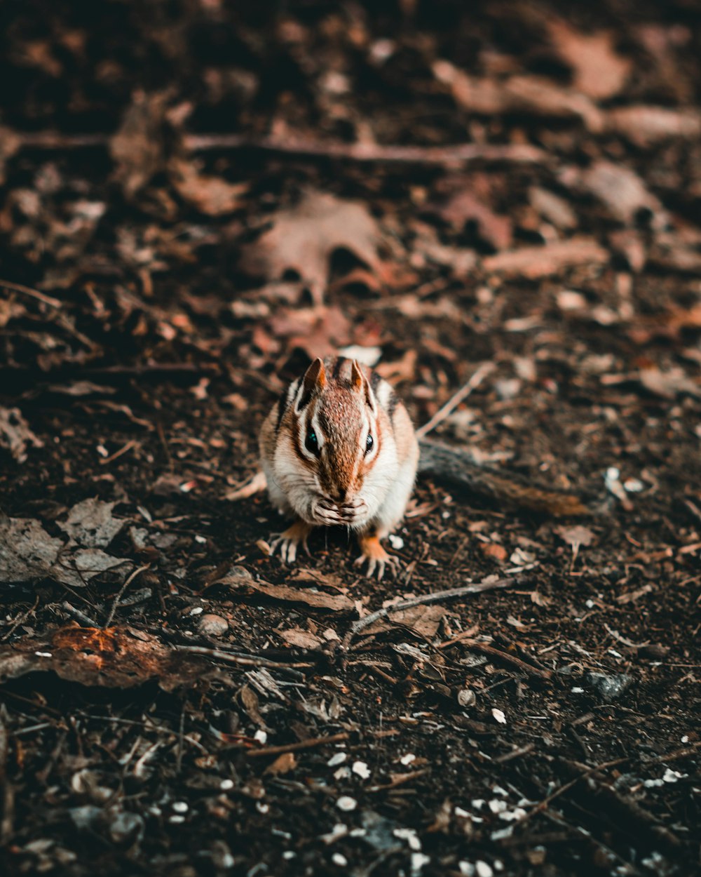 brown and white rabbit on brown soil