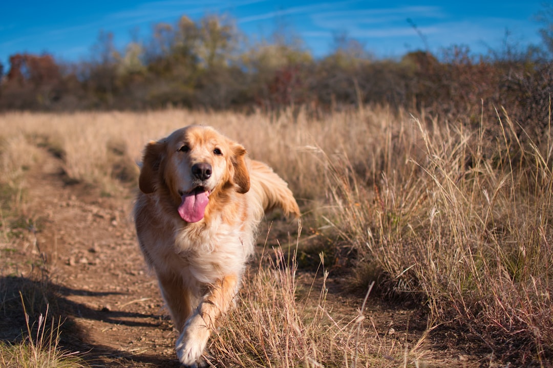 golden retriever running on brown grass field during daytime