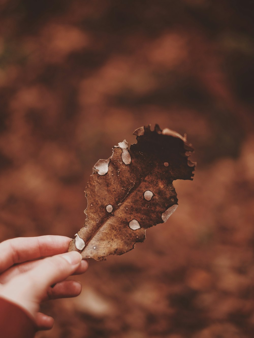 brown leaf with water droplets