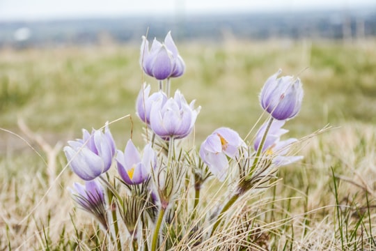purple crocus flowers in bloom during daytime in Nose Hill Park Canada