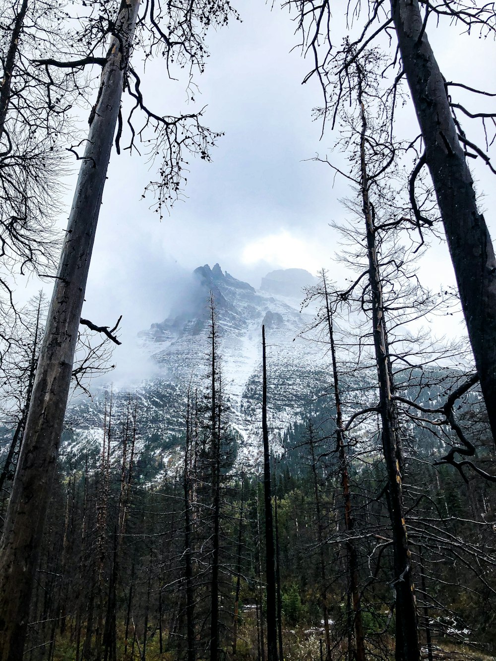 arbres verts près de la montagne pendant la journée