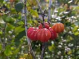 Bright red and orange pitted berries hang on thin branches surrounded by lush green foliage. The scene captures a natural, vibrant setting with leaves in various shades of green. The berries appear fresh, with a shiny surface indicating ripeness.