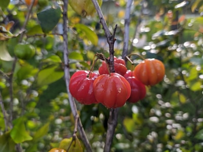 Bright red and orange pitted berries hang on thin branches surrounded by lush green foliage. The scene captures a natural, vibrant setting with leaves in various shades of green. The berries appear fresh, with a shiny surface indicating ripeness.