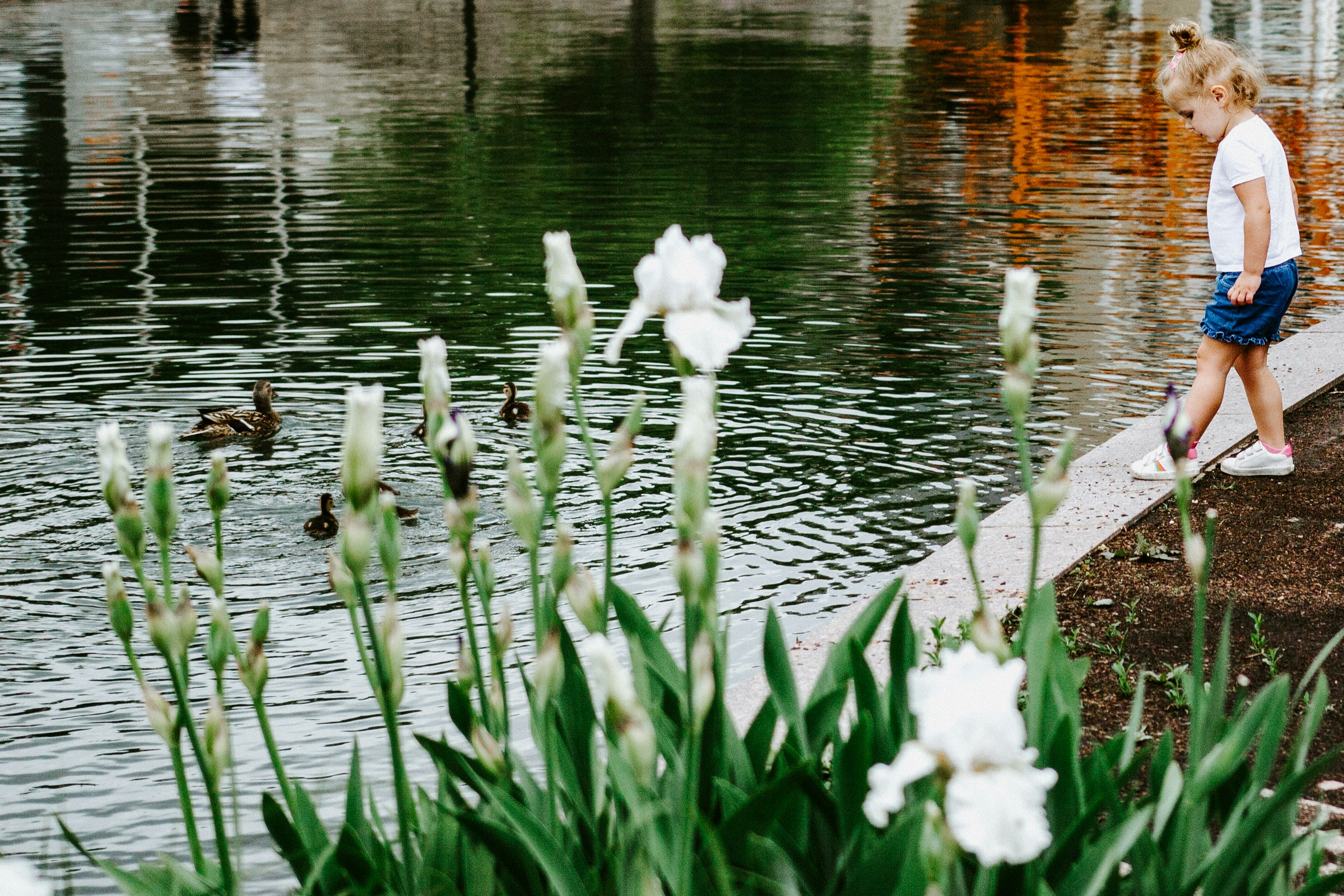 white flowers on water during daytime