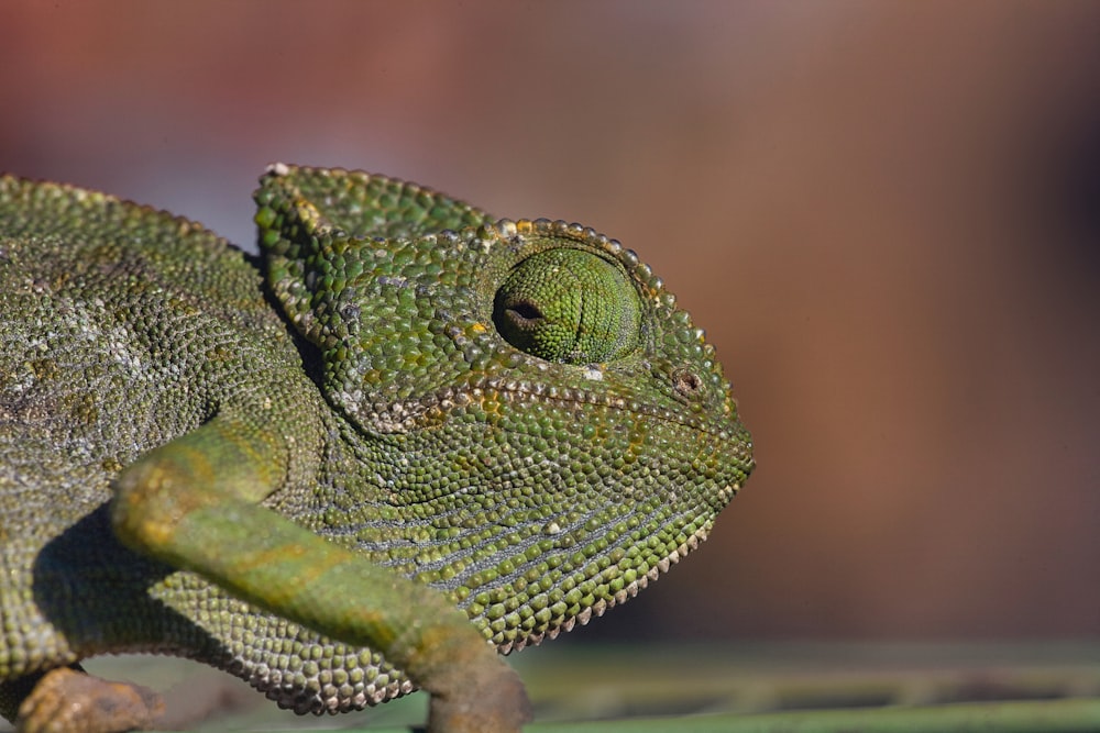 green chameleon on brown tree branch