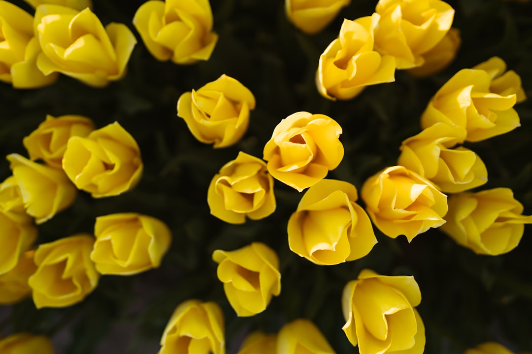 yellow flowers in macro lens
