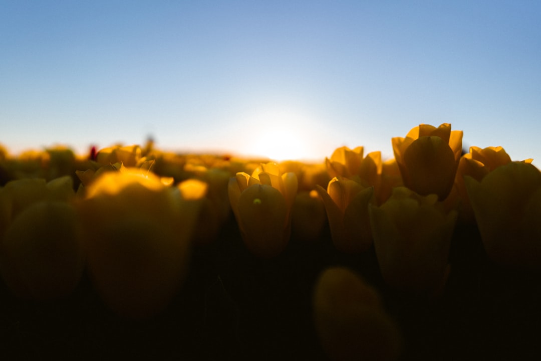 yellow flower buds during sunset
