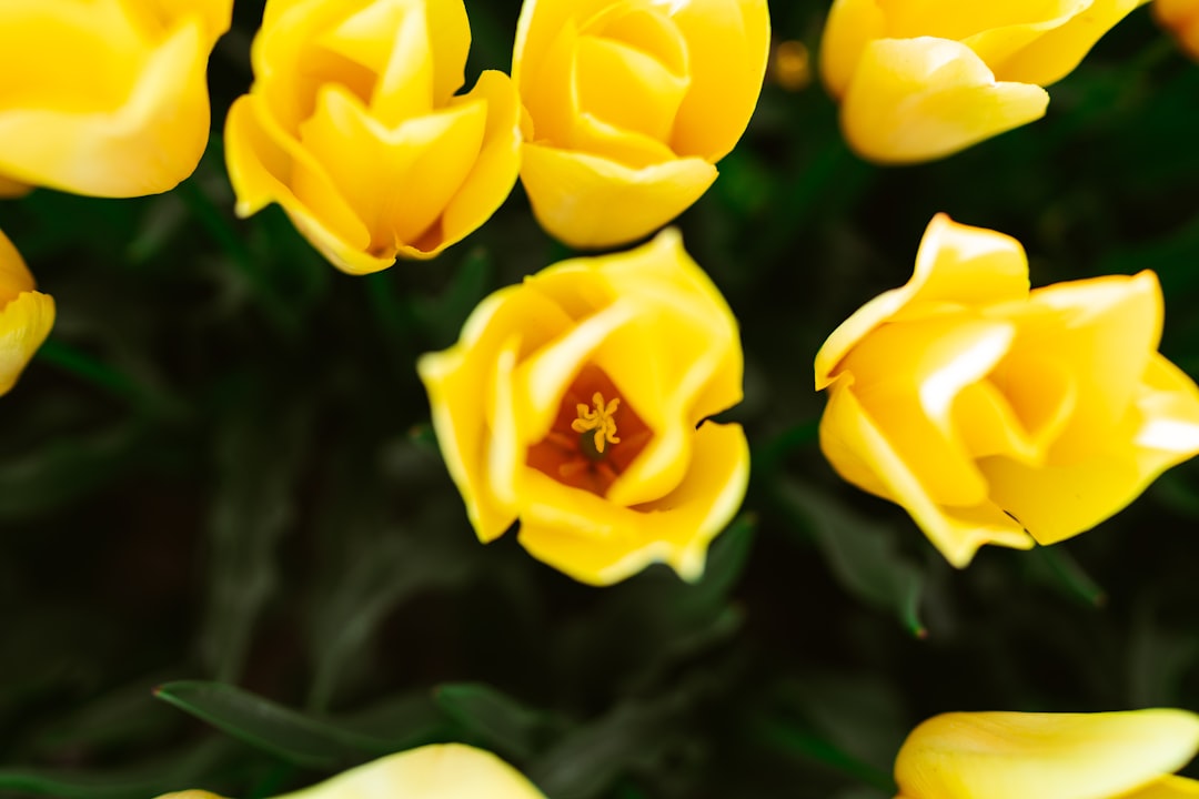 yellow flower in tilt shift lens