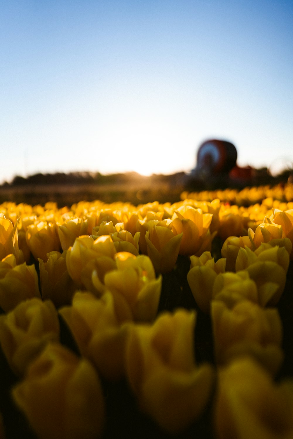 yellow tulips field during sunset