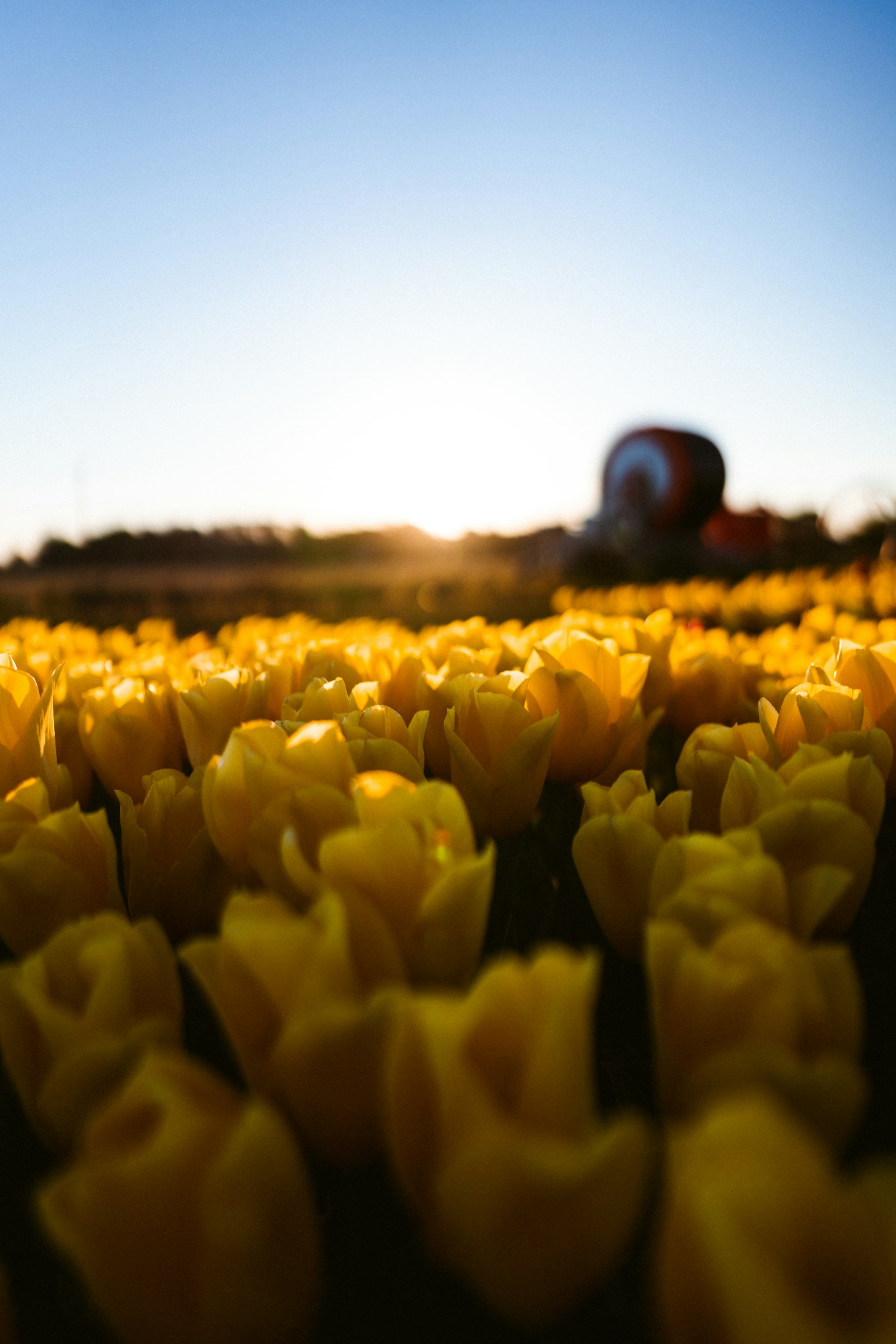 Sony FE 24mm F1.4 GM sample photo. Yellow tulips field during photography
