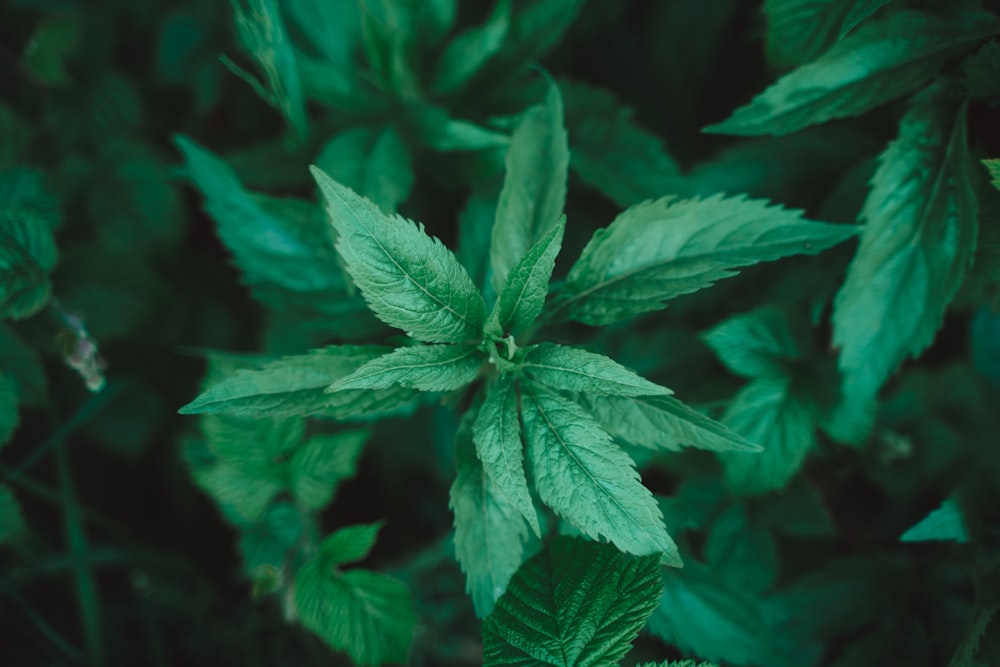 green leaf plant in close up photography