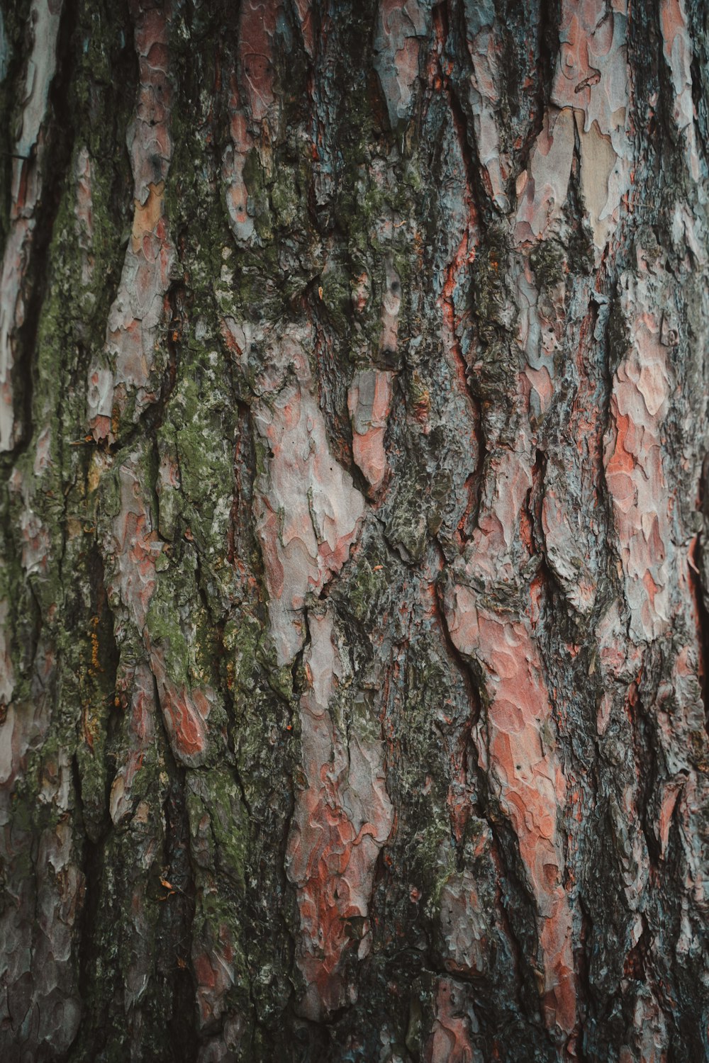 brown and black tree trunk