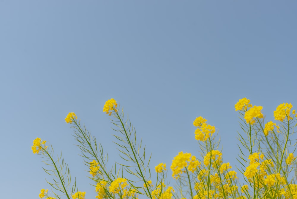 yellow flower under blue sky during daytime