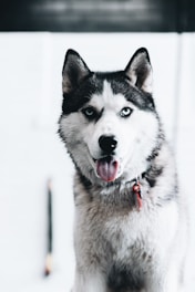 Pet Hair Removal  - Auto Detailing Near Me 